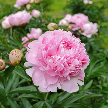 RoyalBloom - Luxurious Peony Flower Seeds | The Queen of Flowers – image 6