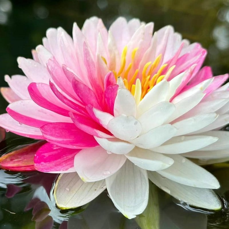 LotusBloom – The Sacred Bonsai Bowl Lotus Flower – Pink white / 20 Seeds