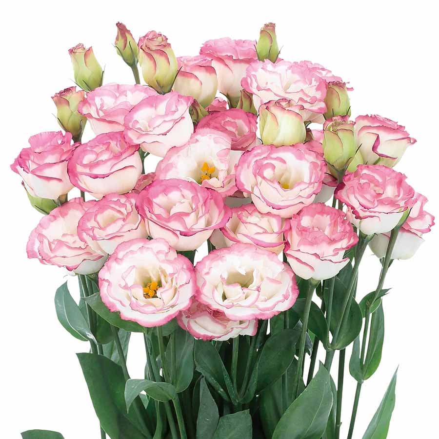 BloomRidge – Hardy Perennial Lisianthus Seeds – image 3