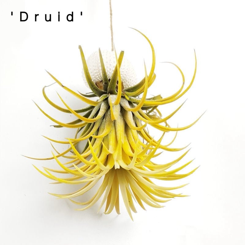 AquaBloom – Hanging Air Plant Jellyfish – Hanging - 'Druid'