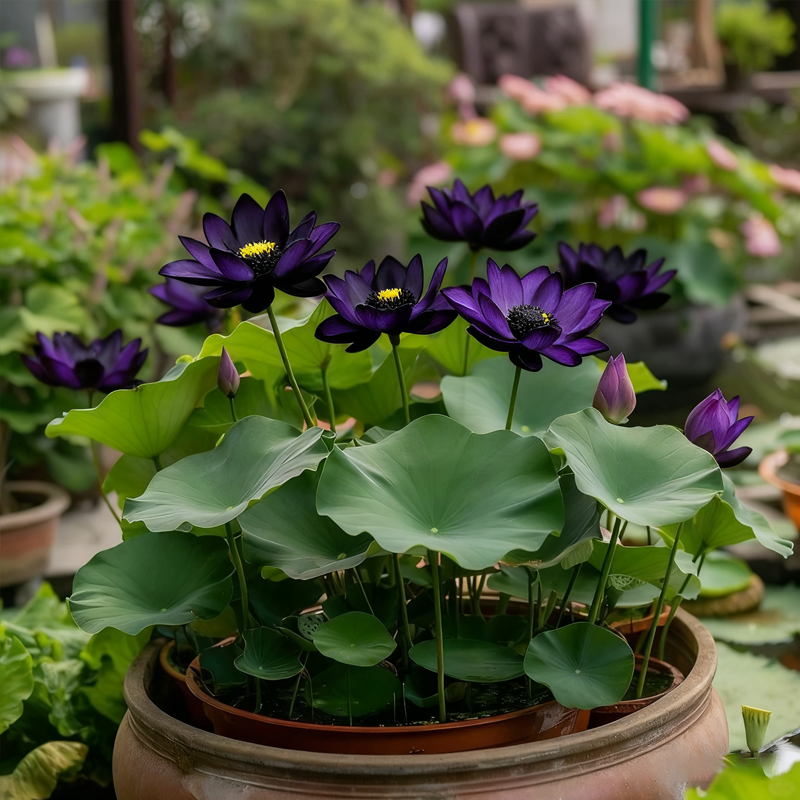 ZenLotus – Midnight Purple Lotus Seeds – image 4