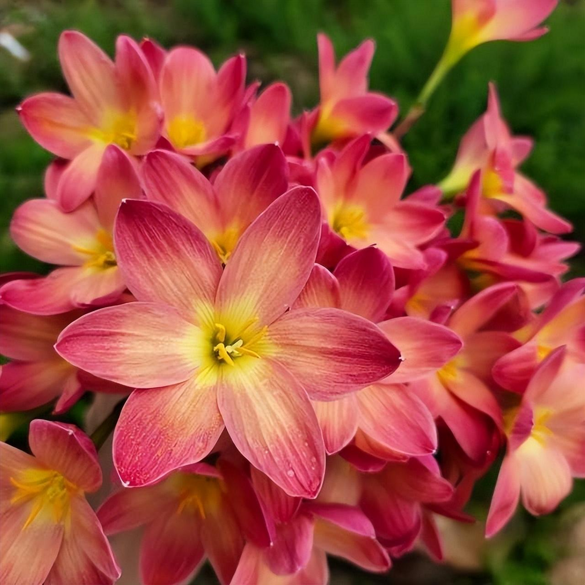 PetalBurst - Fast Bloom Flower Bulbs – Red / 2 Bulbs