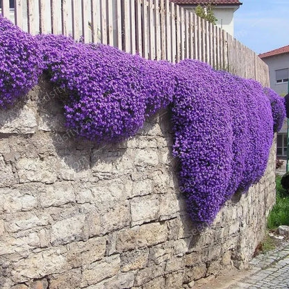 ThymeCreep – Optimal Ground Cover Seeds – Purple / 100 seeds