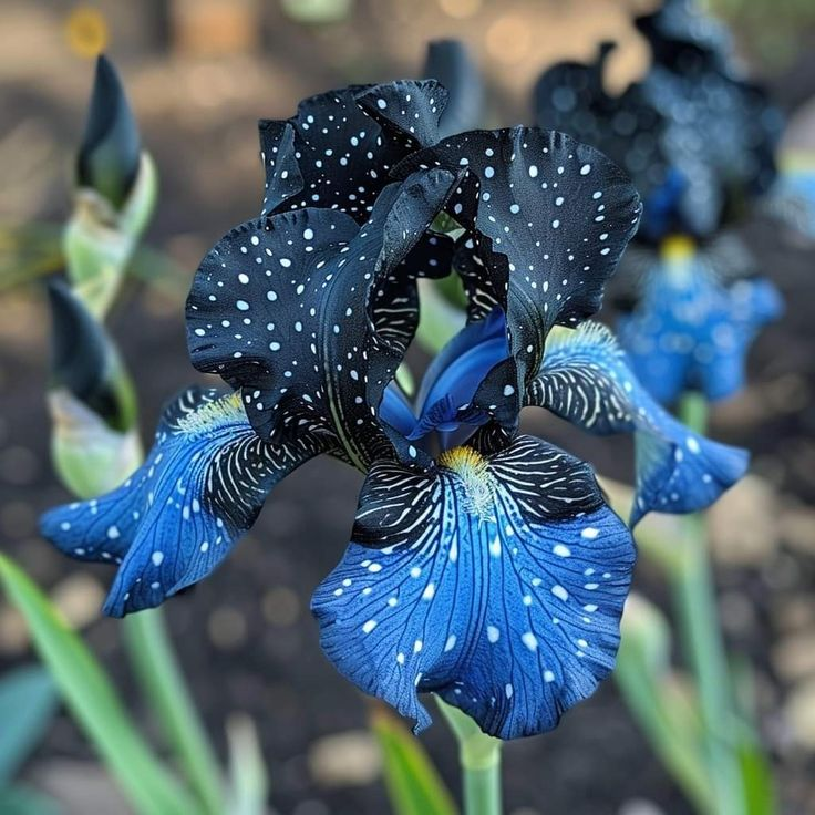 BloomAura – Exotic Tall Bearded Iris Flower – Silver Shimmer / 2 Iris Rhizomes