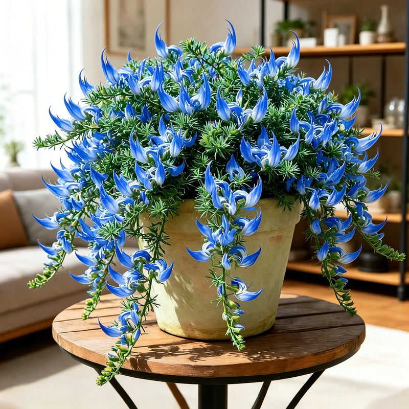 ParrotBloom – Rare Parrot Beak Spider Plant – Blue / 2 Bulbs-Small flower pot