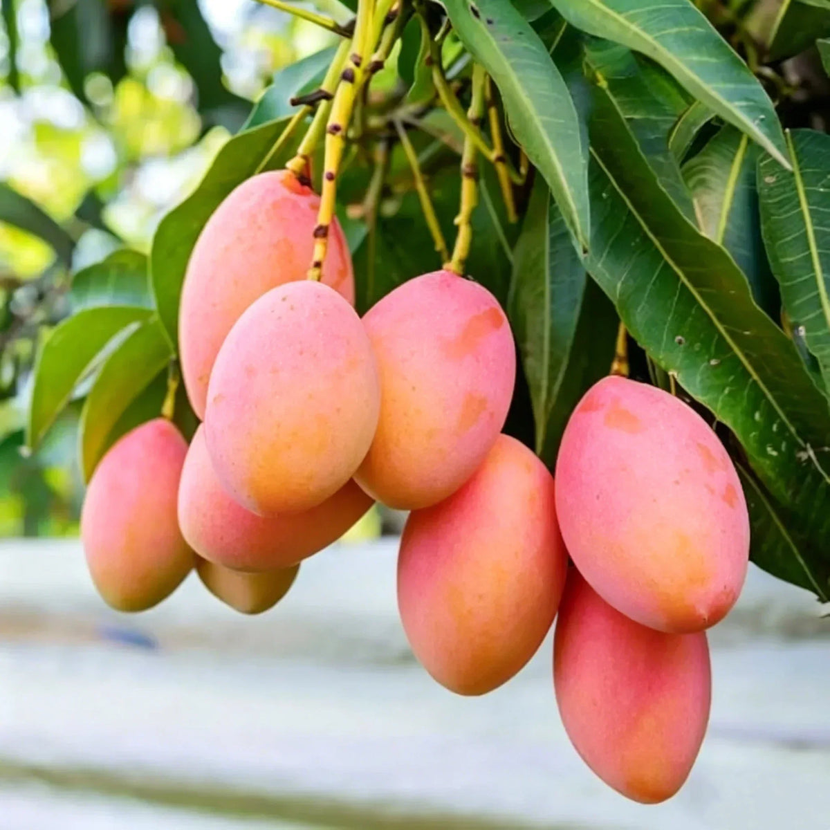 MangoMajesty – Tropical Grow Kit – Pink Mango / 10 Grains / Early Spring (Feb - Apr)