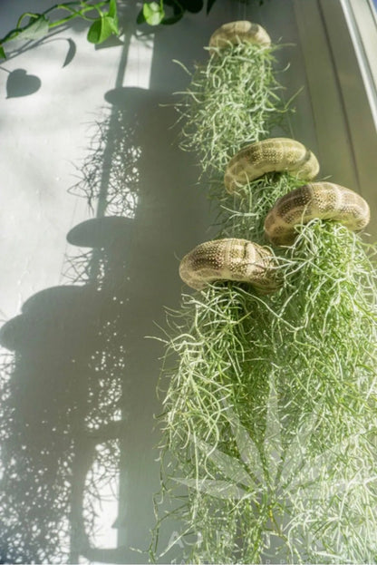 AquaBloom – Hanging Air Plant Jellyfish – image 14