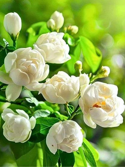 BloomWhisper – Frost-Hardy Jasmine Seeds – 200 Seeds