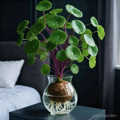 Red rattan Stephania Erecta: The strongest houseplant for lazy people – image 10