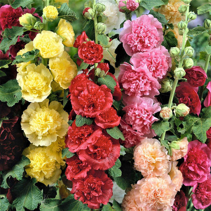 BloomMajesty – Premium Double Hollyhock Seeds – image 11
