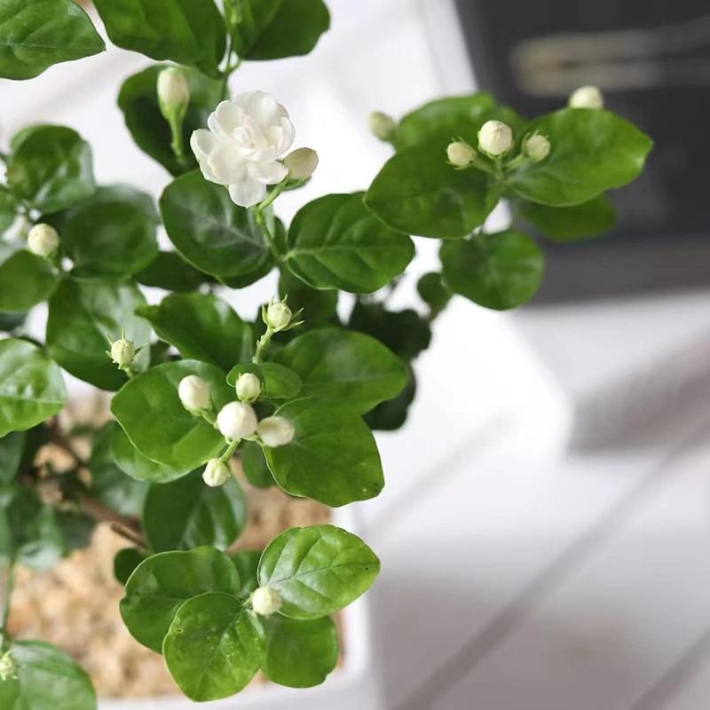 Bloomora – 100 Non-GMO Fragrant Climbing Jasmine Seeds – image 6