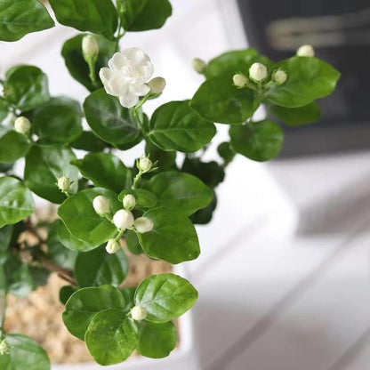 Bloomora – 100 Non-GMO Fragrant Climbing Jasmine Seeds – image 6