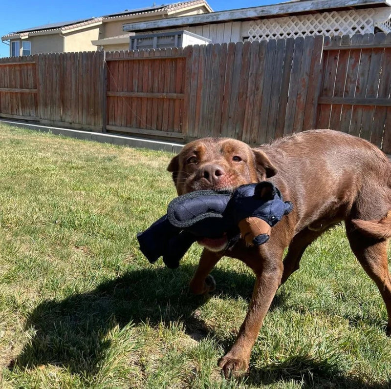 BearTough - Durable Chew Toy – image 3