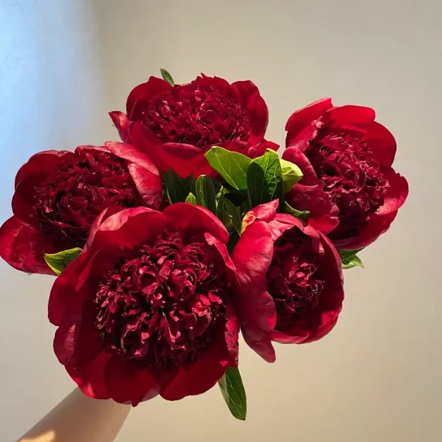 RoyalBloom - Luxurious Peony Flower Seeds | The Queen of Flowers – image 17