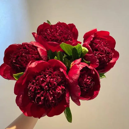 RoyalBloom - Luxurious Peony Flower Seeds | The Queen of Flowers – image 17