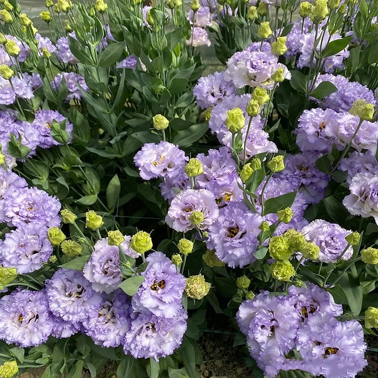 BloomRidge – Hardy Perennial Lisianthus Seeds – image 29