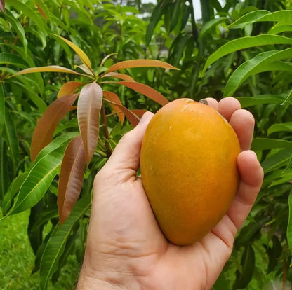 MangoMajesty – Tropical Grow Kit – image 4