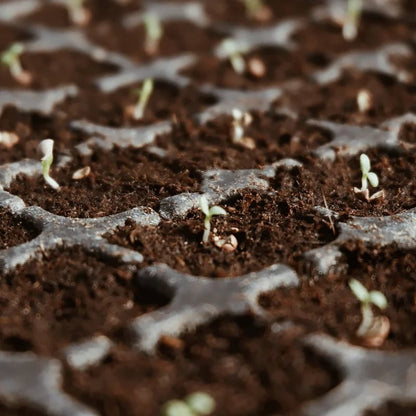 NatureSprout – Organic Coconut Coir for Lush Gardens – image 10