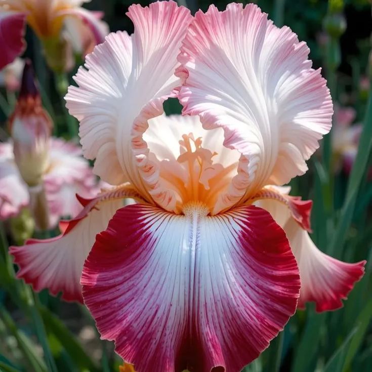 BloomAura – Exotic Tall Bearded Iris Flower – Pink fruit / 2 Iris Rhizomes