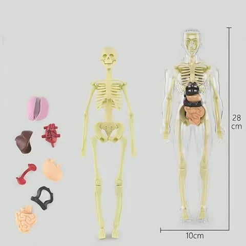 SmartSkeleton – Fun Stem Anatomy Model for Kids – image 10