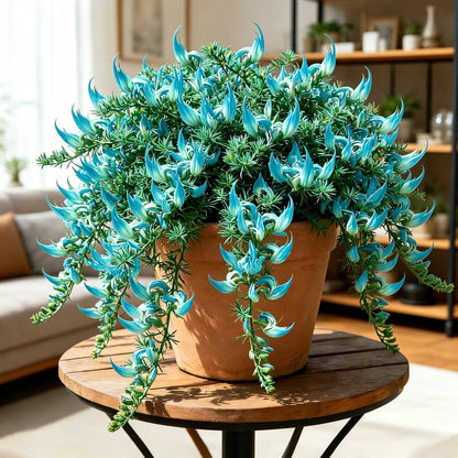 ParrotBloom – Rare Parrot Beak Spider Plant – Green / 2 Bulbs-Small flower pot