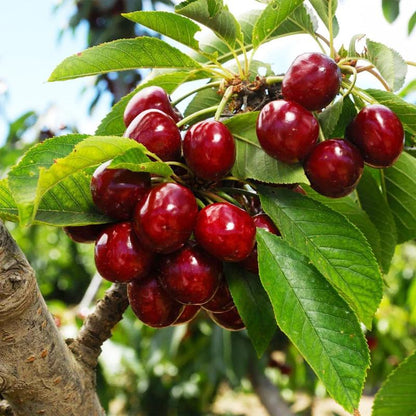 New Harvest) Sweet Cherry Seeds Pre-Primed for High Germination (99% Germination)