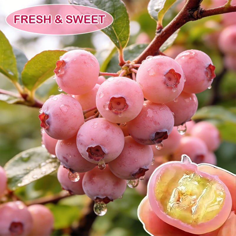 PinkDelight Berries – Premium Garden Seeds – 1 PACK (500 SEEDS)