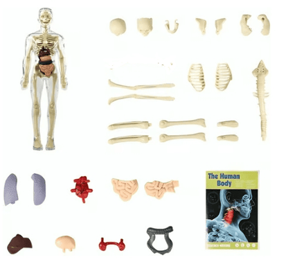 SmartSkeleton – Fun Stem Anatomy Model for Kids – image 11