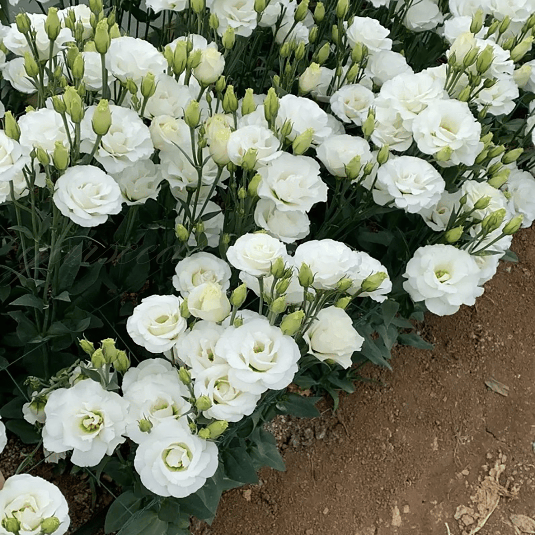 BloomRidge – Hardy Perennial Lisianthus Seeds – image 43
