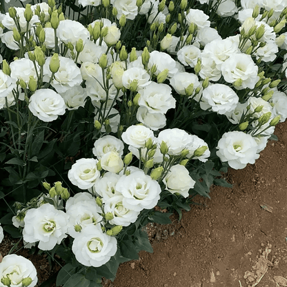 BloomRidge – Hardy Perennial Lisianthus Seeds – image 43