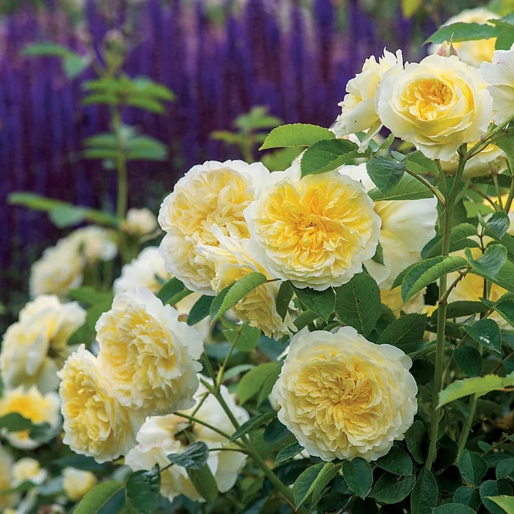 BloomVine – Beautiful Climbing Rose Seeds – White / 100 Seeds