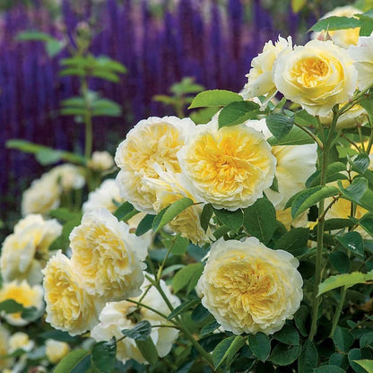 BloomVine – Beautiful Climbing Rose Seeds – White / 100 Seeds