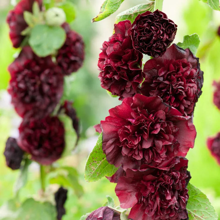 BloomMajesty – Premium Double Hollyhock Seeds – Fuchsia / Starter Bundle (2 Plants)