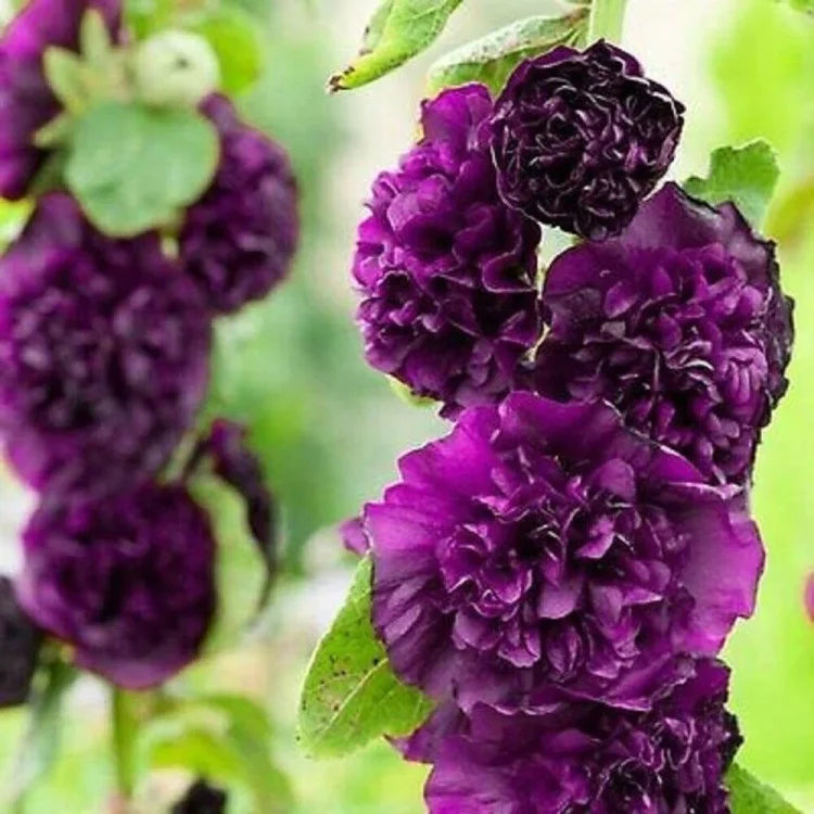 BloomMajesty – Premium Double Hollyhock Seeds – Alcea rosea 'Nigra' / Starter Bundle (2 Plants)