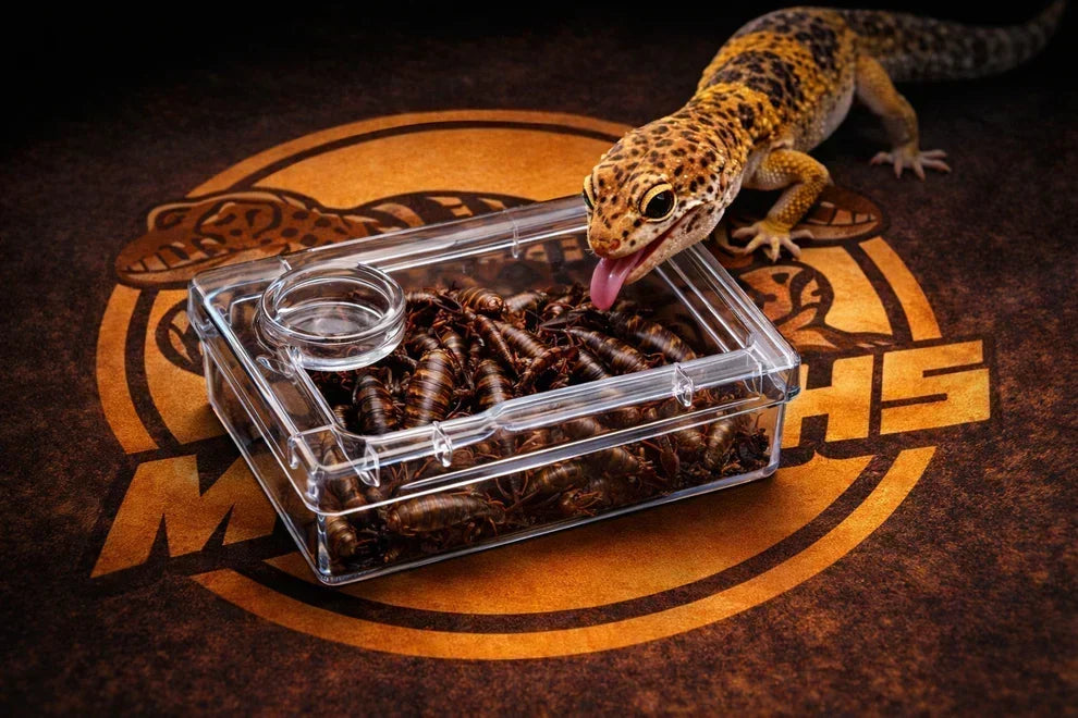 TerraLock – Premium Anti-Escape Reptile Feeding Dish – S