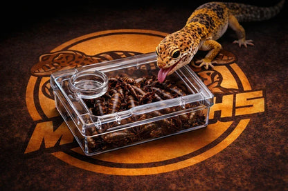 TerraLock – Premium Anti-Escape Reptile Feeding Dish – S