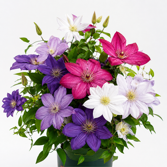 GardenGrace - Clematis Blooming Seeds – Mix Color (Popular) / 100 Seeds