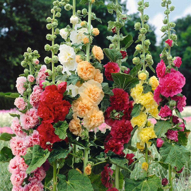 BloomMajesty – Premium Double Hollyhock Seeds – Set Of 8 Colors (Best Price) / Starter Bundle (2 Plants)