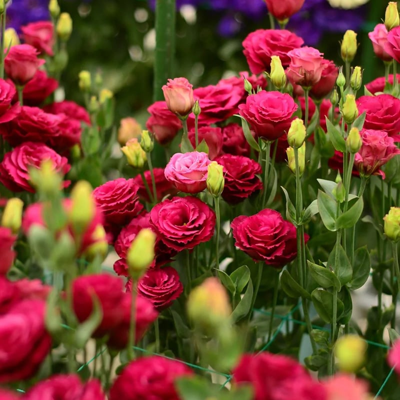 BloomRidge – Hardy Perennial Lisianthus Seeds – image 30