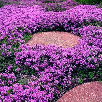 ThymeCreep – Optimal Ground Cover Seeds – image 10