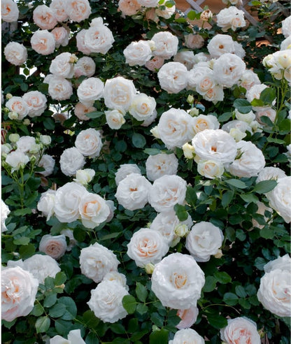 RoseCascade – Premium Climbing Rose Bulbs – image 18
