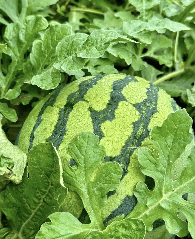 SeedHarvest – Heirloom Non-GMO Watermelon Seeds (50/100PCS) – image 5