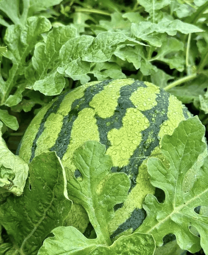 SeedHarvest – Heirloom Non-GMO Watermelon Seeds (50/100PCS) – image 5