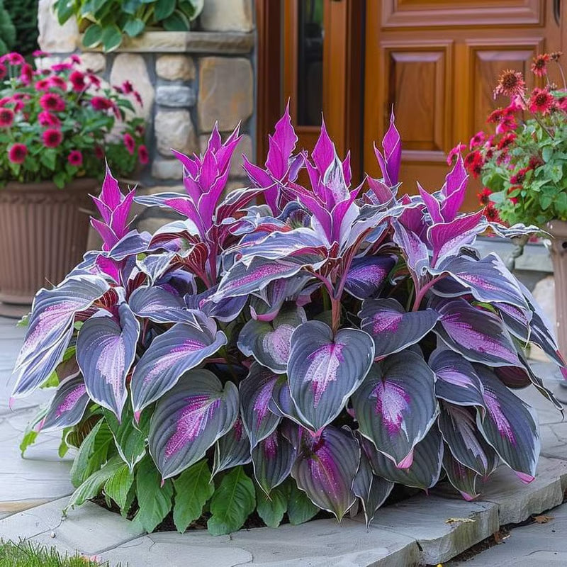 GardenÉlan – Rare Hosta Seeds for Home Gardens (100 Seeds) – Purple Beauty
