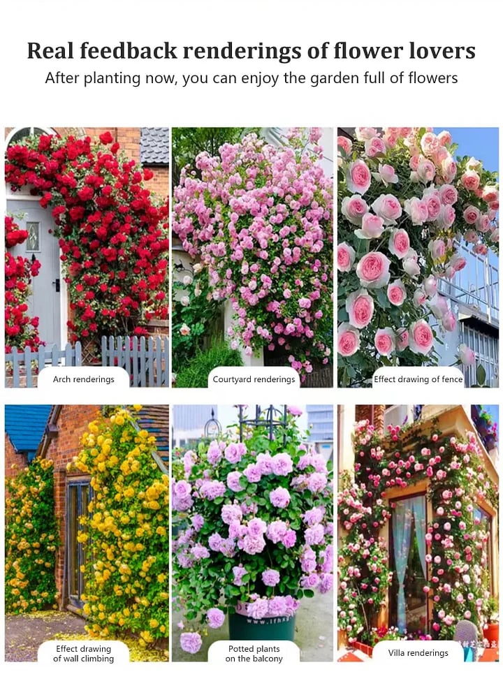 BloomVine – Beautiful Climbing Rose Seeds – image 8