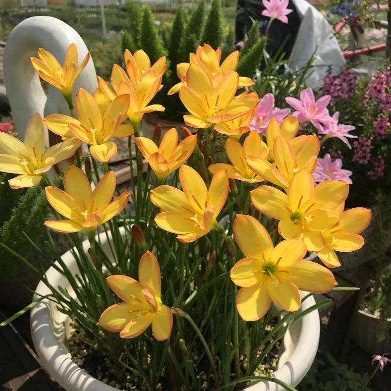 PetalBurst - Fast Bloom Flower Bulbs – image 4