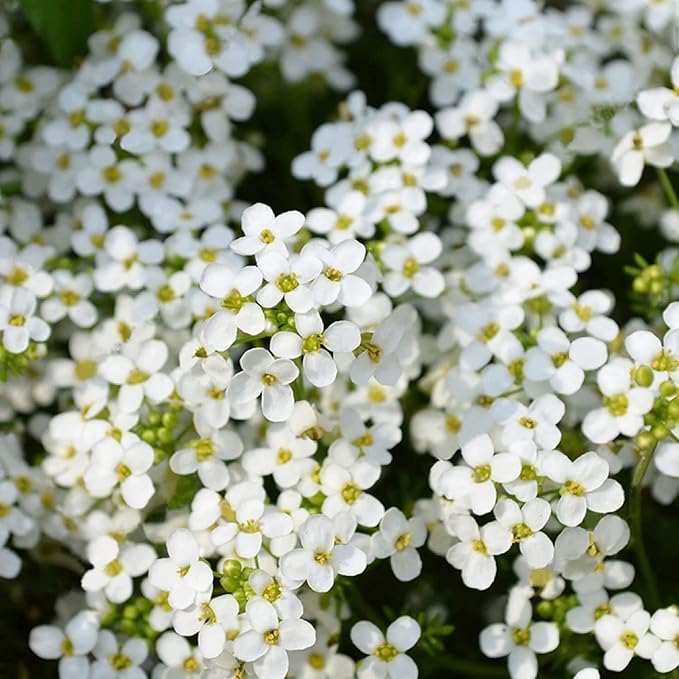 ThymeCreep – Optimal Ground Cover Seeds – image 8
