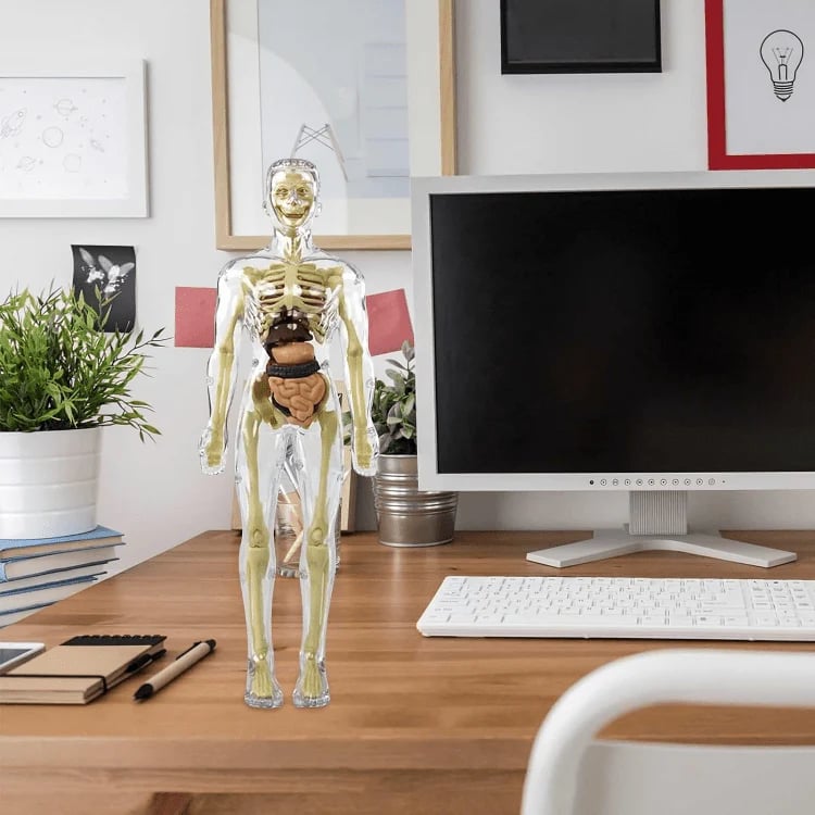 SmartSkeleton – Fun Stem Anatomy Model for Kids – image 7