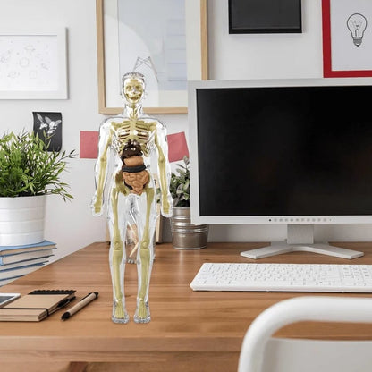 SmartSkeleton – Fun Stem Anatomy Model for Kids – image 7