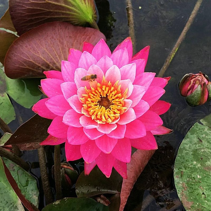 LotusBloom – The Sacred Bonsai Bowl Lotus Flower – image 15